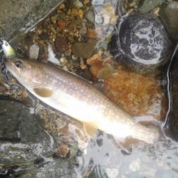 九頭竜川水系でイワナ釣り